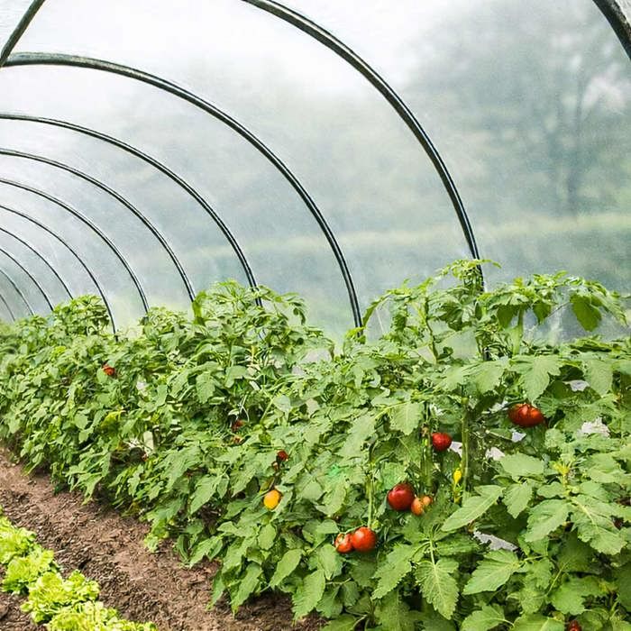 TECPLAST Bâche Serre 6x11 m 200SE - Film plastique transparent pour serre de jardin - Haute Performance - Made in France(6 x 10 m)