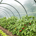 TECPLAST Bâche Serre 1,5x11 m 150SE - Film plastique transparent pour serre de jardin - Haute Qualité - Made in France(1)